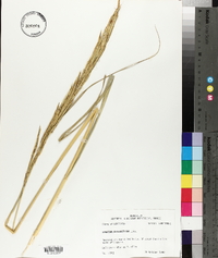 Spartina alterniflora image