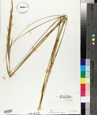 Spartina alterniflora image