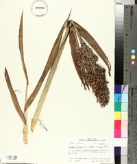 Sorghum bicolor image