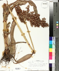 Sorghum bicolor image