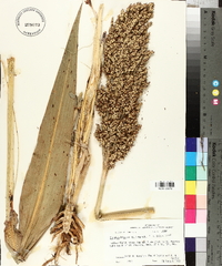 Sorghum bicolor image