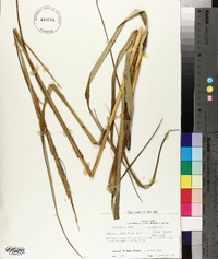 Spartina alterniflora image