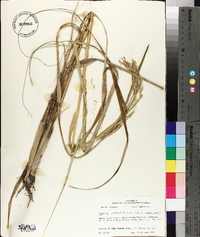 Spartina alterniflora image