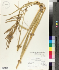 Spartina cynosuroides image