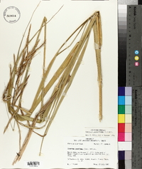 Spartina cynosuroides image