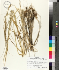 Spartina cynosuroides image