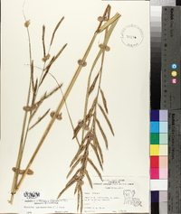 Spartina cynosuroides image