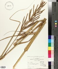 Spartina cynosuroides image