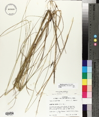 Spartina patens image