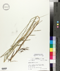 Spartina patens image