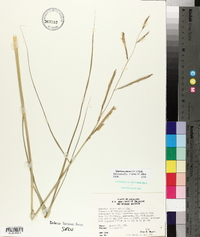 Spartina patens image