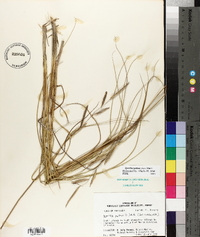 Spartina patens image