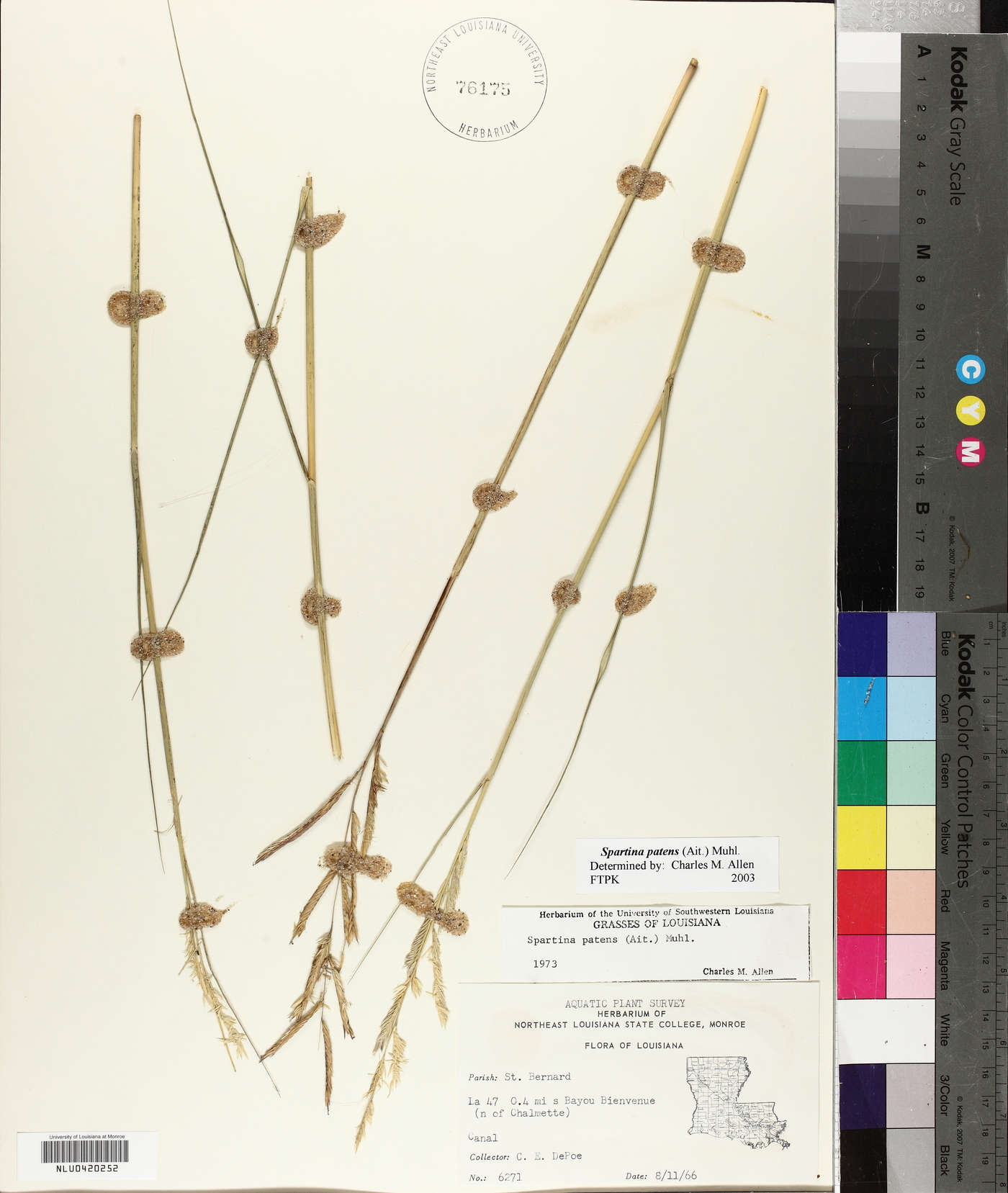 Spartina patens image