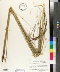 Spartina patens image