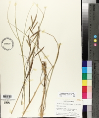 Spartina patens image