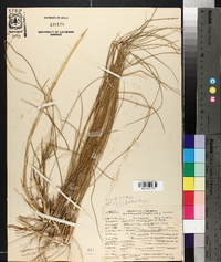 Spartina patens image