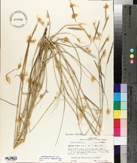 Spartina patens image