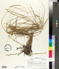 Spartina patens image