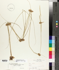 Spartina patens image