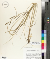 Spartina patens image