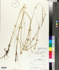 Spartina patens image