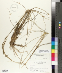 Spartina patens image