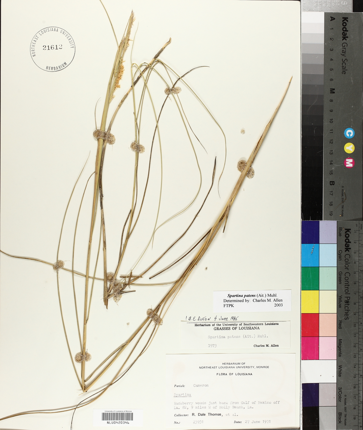 Spartina patens image