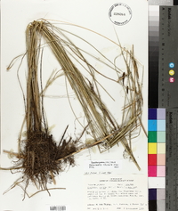 Spartina patens image