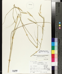 Spartina patens image