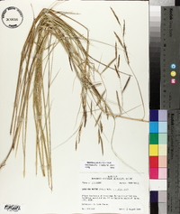 Spartina patens image