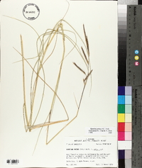 Spartina patens image