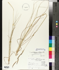 Spartina patens image