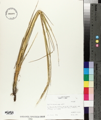 Spartina alterniflora image