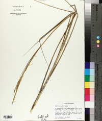 Spartina alterniflora image