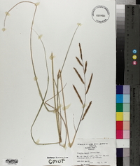 Spartina patens image