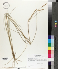 Spartina patens image