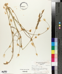 Spartina patens image