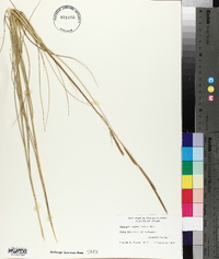 Spartina patens image