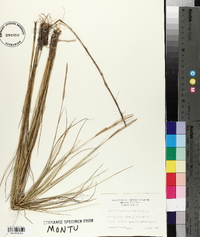 Spartina patens image