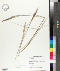 Spartina patens image