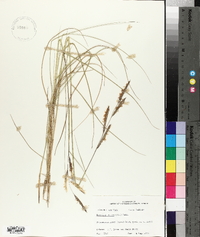 Spartina patens image