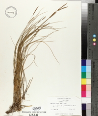 Spartina patens image