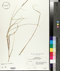 Spartina patens image