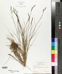 Spartina patens image