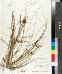 Spartina patens image