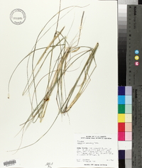 Spartina gracilis image