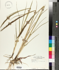 Spartina foliosa image