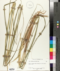 Spartina pectinata image