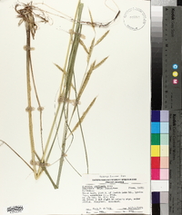 Spartina pectinata image