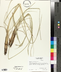 Spartina spartinae image